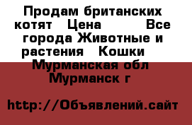 Продам британских котят › Цена ­ 500 - Все города Животные и растения » Кошки   . Мурманская обл.,Мурманск г.